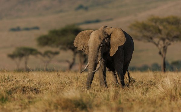 Où trouver les meilleures expériences de safari dans la savane kenyane?
